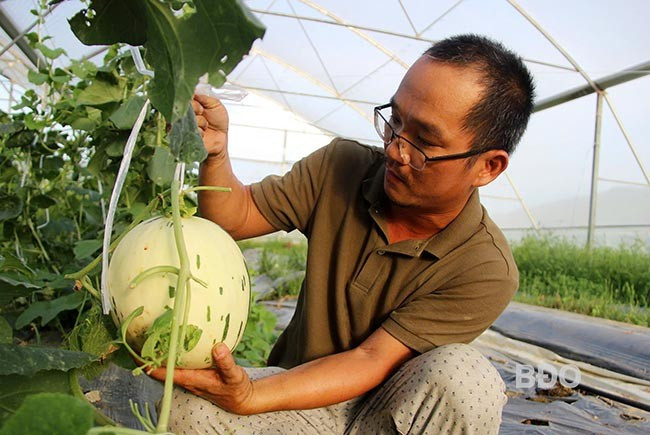 Phát triển nông nghiệp xanh theo mô hình canh tác hữu cơ trên địa bàn tỉnh còn không ít khó khăn. - Trong ảnh: Anh Trần Bảo Diệp, HTX Nông nghiệp công nghệ cao La’sfarm, xã Ân Phong (huyện Hoài Ân) chuyên trồng các loại rau, quả hữu cơ đã sang nhượng mô hình để vào miền Nam tìm hướng đi mới. Ảnh: T.LỢI Phát triển nông nghiệp xanh theo mô hình canh tác hữu cơ trên địa bàn tỉnh còn không ít khó khăn. - Trong ảnh: Anh Trần Bảo Diệp, HTX Nông nghiệp công nghệ cao La’sfarm, xã Ân Phong (huyện Hoài Ân) chuyên trồng các loại rau, quả hữu cơ đã sang nhượng mô hình để vào miền Nam tìm hướng đi mới. Ảnh: T.LỢI