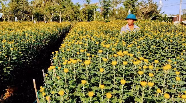 Vườn hoa tết của anh Trần Việt Hùng ở phường Bồng Sơn. Ảnh: D.B.S