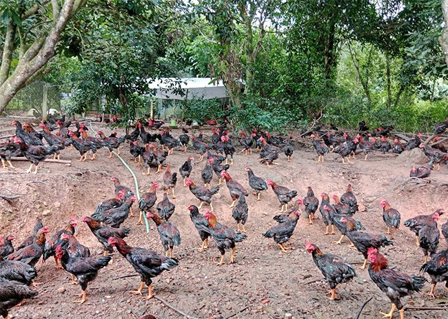 Chính sách khuyến khích nuôi gà thả đồi còn những bất cập cần sớm tháo gỡ. - Trong ảnh: Đàn gà của hộ ông Hà Thanh Tùng thả nuôi để bán vào dịp Tết năm nay. Ảnh: T.LỢI