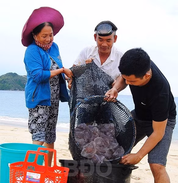 Người dân xã Cát Khánh khai thác sứa sen.