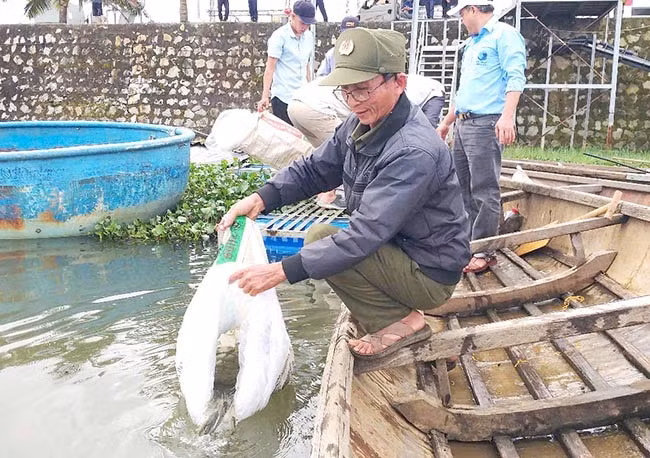 Thả con giống tái tạo nguồn lợi thủy sản, bồi hoàn đa dạng sinh học tại đầm Trà Ổ. Ảnh: V.L