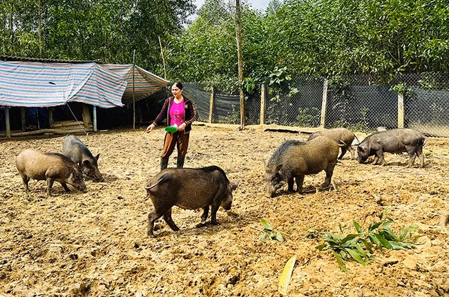Mô hình nuôi heo rừng mang về thu nhập ổn định mỗi năm hàng trăm triệu đồng cho gia đình bà Trần Thị Hạnh. Ảnh: T.C Mô hình nuôi heo rừng mang về thu nhập ổn định mỗi năm hàng trăm triệu đồng cho gia đình bà Trần Thị Hạnh. Ảnh: T.C