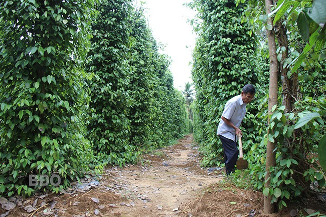 Ông Đặng Văn Cấp bắt tay ngay vào công việc chăm sóc cho vụ hồ tiêu mới. Ảnh: TRỌNG LỢI