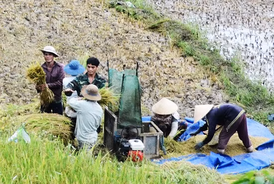 Dùng máy nổ để tuốt lúa ngay tại ruộng vừa tiết kiệm thời gian và công sức.