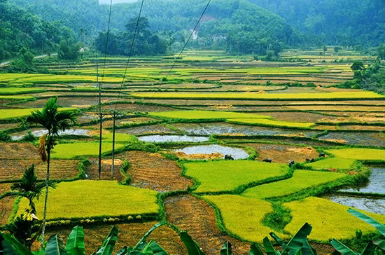 Những thửa ruộng bậc thang tại thung lũng Ruộng Gít của thôn 7