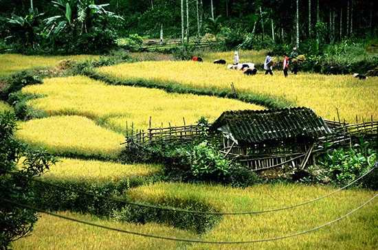 Vụ lúa đông xuân 2015-2016, với năng suất bình quân đạt 61 tạ/ha; sản lượng đạt 597,8 tấn.