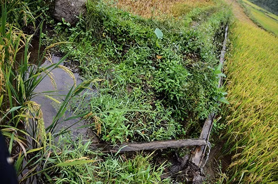 Một thân tre được tận dụng làm máng dẫn nước cho các thửa ruộng bậc thang.