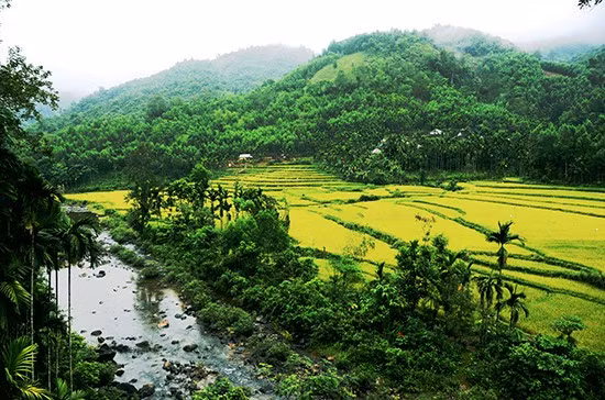 Những thửa ruộng bậc thang xã An Vinh như những con “sóng lúa vàng” bên màu xanh của đồi núi.