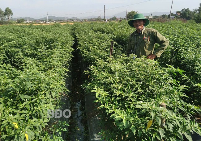 Niềm vui của nông dân trồng ớt khi áp dụng sản xuất theo tiêu chuẩn VietGAP mang lại kết quả khả quan. Ảnh: THÀNH NGUYÊN Niềm vui của nông dân trồng ớt khi áp dụng sản xuất theo tiêu chuẩn VietGAP mang lại kết quả khả quan. Ảnh: THÀNH NGUYÊN