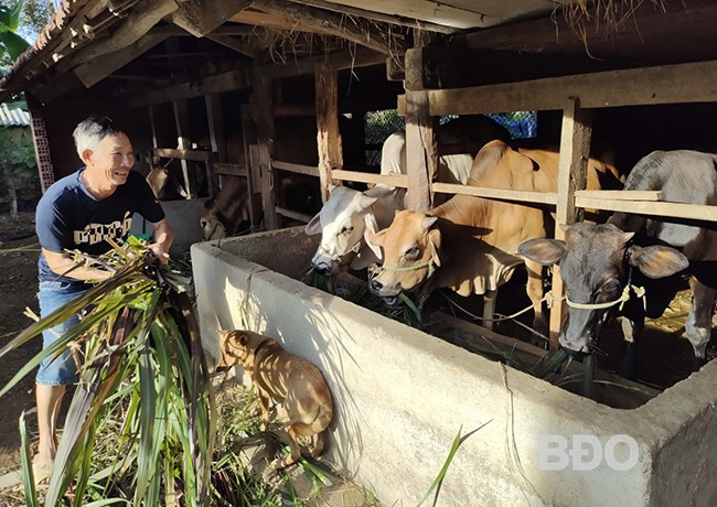 Ông Nguyễn Quốc Triện, ở thôn Thanh Sơn, xã An Tân mở rộng chuồng trại, tăng quy mô đàn trâu, bò để phát triển kinh tế gia đình. Ảnh: DIỆP THỊ DIỆU Ông Nguyễn Quốc Triện, ở thôn Thanh Sơn, xã An Tân mở rộng chuồng trại, tăng quy mô đàn trâu, bò để phát triển kinh tế gia đình. Ảnh: DIỆP THỊ DIỆU