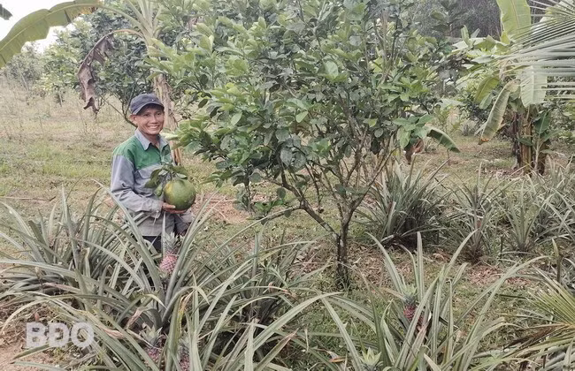 Ông Trần Chanh có thêm thu nhập nhờ mạnh dạn chuyển đổi, xen canh cây dứa trong vườn bưởi da xanh. Ảnh: D.T.D