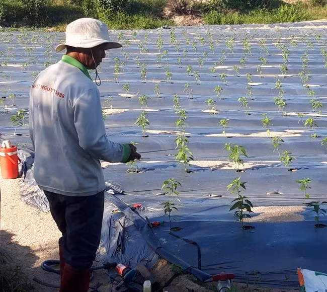 Ông Phạm Văn Phúc và ruộng ớt được tưới tiết kiệm nước tự động của gia đình. Ảnh: T.T