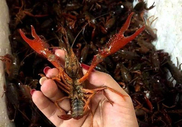 Bộ NN&PTNT cho biết, tôm càng đỏ là loài sinh vật ngoại lai xâm hại, việc kinh doanh buôn bán ở Việt Nam là vi phạm pháp luật.