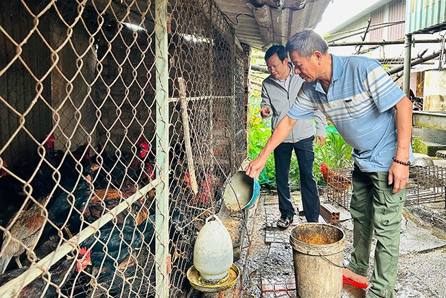 Từ vốn vay ưu đãi SXKD, ông Đoàn Ngọc Châu (bìa phải, ở khu phố 2, thị trấn Vân Canh, huyện Vân Canh) phát triển kinh tế rừng, nuôi heo đen, mua bán gà thịt… tăng thêm thu nhập. Ảnh: T.C