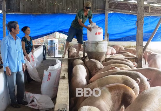 Trang trại chăn nuôi heo thịt gia công của ông Lê Xuân Quang, ở thôn Thọ Lộc 2, xã Nhơn Thọ.