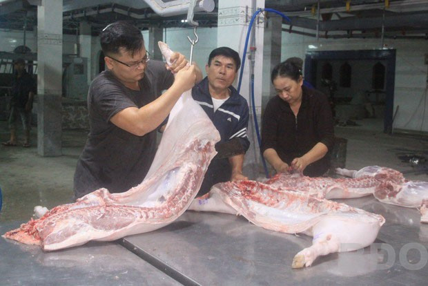 Nhà máy GMĐVTT tại KV 9, phường Trần Quang Diệu, TP Quy Nhơn khá rộng lớn, nhưng có rất ít khách hàng đưa heo đến giết mổ. Nhà máy GMĐVTT tại KV 9, phường Trần Quang Diệu, TP Quy Nhơn khá rộng lớn, nhưng có rất ít khách hàng đưa heo đến giết mổ.