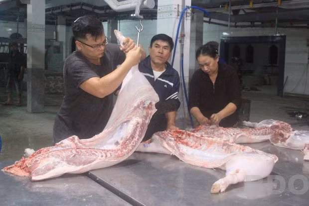 Nhà máy GMĐVTT tại KV 9, phường Trần Quang Diệu, TP Quy Nhơn khá rộng lớn, nhưng có rất ít khách hàng đưa heo đến giết mổ.
