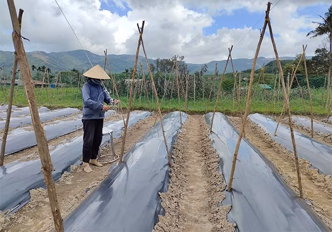 Nông dân xã An Tân chuẩn bị gieo trồng dưa leo và khổ qua vụ Đông. Ảnh: D.T.D