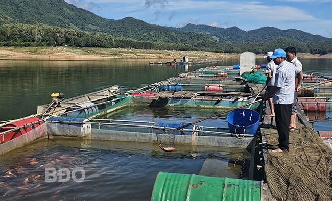 Nghề nuôi cá điêu hồng trong hồ Định Bình (huyện Vĩnh Thạnh) khá phát triển trong thời gian gần đây. Ảnh: TRỌNG LỢI Nghề nuôi cá điêu hồng trong hồ Định Bình (huyện Vĩnh Thạnh) khá phát triển trong thời gian gần đây. Ảnh: TRỌNG LỢI