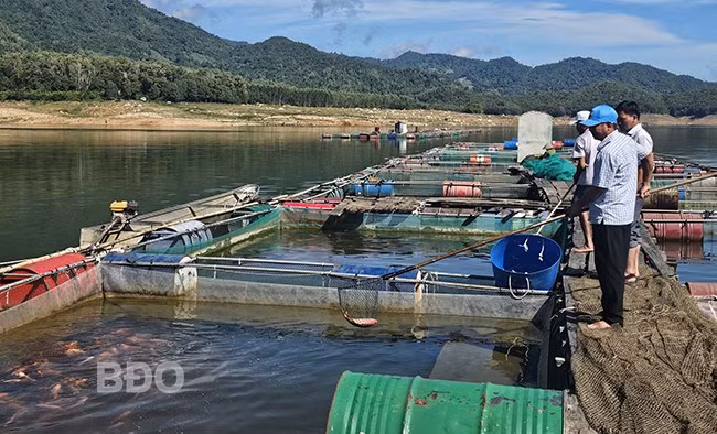 Nghề nuôi cá điêu hồng trong hồ Định Bình (huyện Vĩnh Thạnh) khá phát triển trong thời gian gần đây. Ảnh: TRỌNG LỢI
