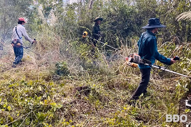 Công nhân băm nhỏ thực bì sau khi khai thác gỗ rừng trồng. Ảnh: N.T Công nhân băm nhỏ thực bì sau khi khai thác gỗ rừng trồng. Ảnh: N.T