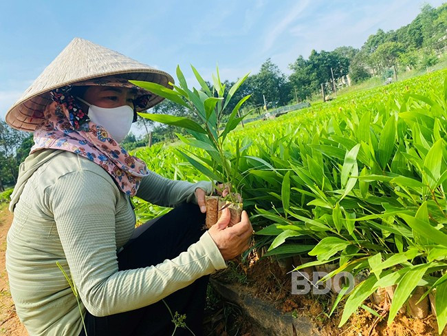 Ngày cuối tuần, bà Lê Thị Cảnh, Đội trưởng Đội sản xuất Công ty TNHH Lâm nghiệp Quy Nhơn vẫn có mặt ở vườn ươm để chăm sóc giống cây lá tràm nuôi cấy mô. Ảnh: N.N Ngày cuối tuần, bà Lê Thị Cảnh, Đội trưởng Đội sản xuất Công ty TNHH Lâm nghiệp Quy Nhơn vẫn có mặt ở vườn ươm để chăm sóc giống cây lá tràm nuôi cấy mô. Ảnh: N.N