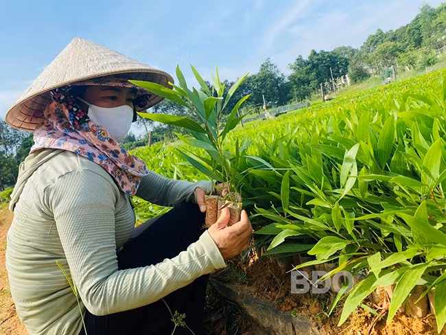 Ngày cuối tuần, bà Lê Thị Cảnh, Đội trưởng Đội sản xuất Công ty TNHH Lâm nghiệp Quy Nhơn vẫn có mặt ở vườn ươm để chăm sóc giống cây lá tràm nuôi cấy mô. Ảnh: N.N