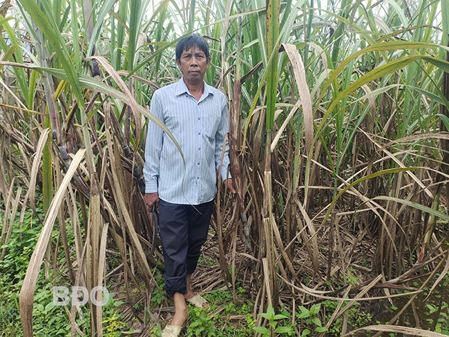 Ông Lê Văn Ảnh (thôn Tân An, xã An Tân, huyện An Lão) có thu nhập ổn định nhờ trồng mía trên đất lúa kém hiệu quả. Ảnh: D.T.D Ông Lê Văn Ảnh (thôn Tân An, xã An Tân, huyện An Lão) có thu nhập ổn định nhờ trồng mía trên đất lúa kém hiệu quả. Ảnh: D.T.D