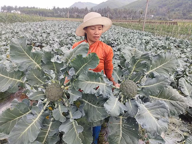 Chị Nguyễn Thị Thủy trồng thử nghiệm thành công súp lơ xanh cho hiệu quả kinh tế cao.Ảnh: DIỆP THỊ DIỆU