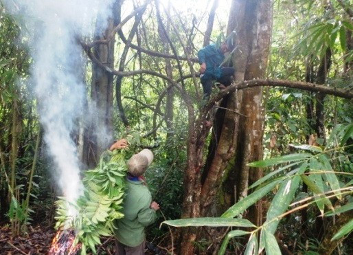 Khai thác mật ong rừng ở An Lão. Ảnh: D.T.DIỆU Khai thác mật ong rừng ở An Lão. Ảnh: D.T.DIỆU