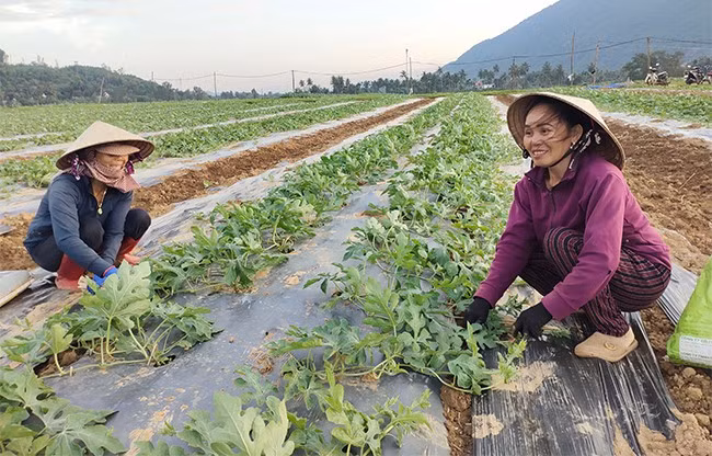 Bà Nguyễn Thị Đạt, ở thôn Trà Cong, xã An Hòa (bên phải) ghim nẹp tre để dưa hấu nhanh phát triển, ra quả nhiều. Ảnh: DIỆP THỊ DIỆU