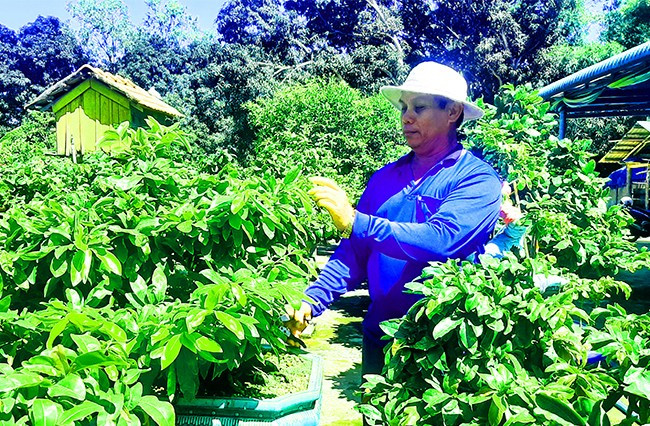 Ông Nguyễn Văn Bình chăm sóc cây mai xuân. Ảnh: XUÂN THỨC