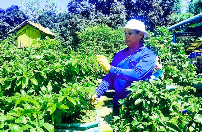 Ông Nguyễn Văn Bình chăm sóc cây mai xuân. Ảnh: XUÂN THỨC