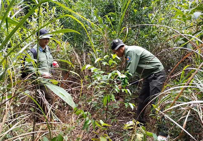 Cây sao đen 6 năm tuổi được trồng ở vùng rừng huyện Vân Canh, cho thấy ít thích nghi với thổ nhưỡng, khí hậu ở địa phương. Ảnh: A.N