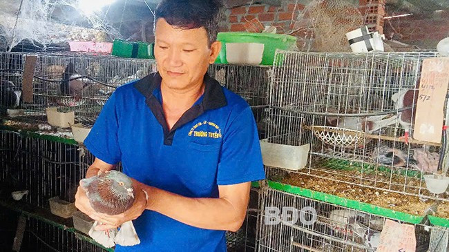 Ông Nguyễn Văn Thịnh có thu nhập cao từ nghề nuôi chim bồ câu Pháp. Ảnh: MINH KHOA Ông Nguyễn Văn Thịnh có thu nhập cao từ nghề nuôi chim bồ câu Pháp. Ảnh: MINH KHOA