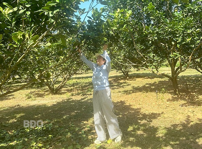 Chị Nguyễn Thị Thúy Loan chăm sóc vườn bưởi của gia đình. Ảnh: MINH KHOA