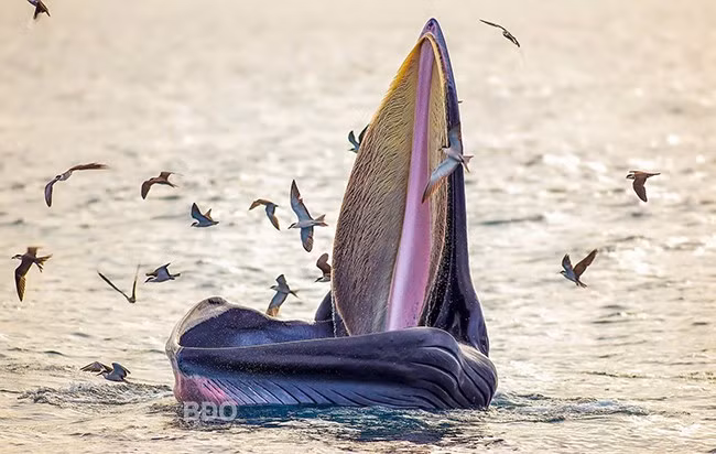 Cá voi Bryde từng xuất hiện tại biển Đề Gi vào những năm trước, mới đây, từ hình ảnh ghi nhận được, nhiều khả năng cá voi mới xuất hiện tại biển Đề Gi cũng là loài này. Ảnh: NGUYỄN DŨNG