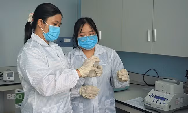 Kỹ thuật viên thao tác PCR và điện di gen trong quy trình định danh gen tại Trạm Nghiên cứu thực nghiệm KH&CN. Ảnh: HỒNG HÀ