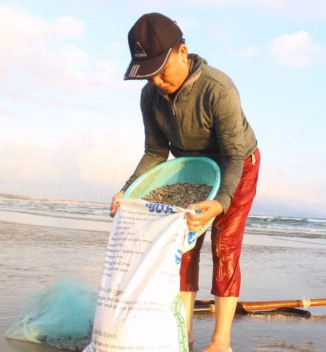 Bà Trần Thị Sáu (ở phường Hải Cảng, TP Quy Nhơn) gắn bó với công việc cào ốc ruốc hơn 10 năm nay. Ảnh: X.Q