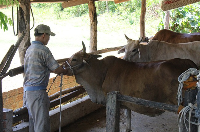 Người dân ở huyện miền núi Vĩnh Thạnh chủ động trồng cỏ voi bổ sung thức ăn cho đàn bò trong mùa đông. Ảnh: TRỌNG LỢI Người dân ở huyện miền núi Vĩnh Thạnh chủ động trồng cỏ voi bổ sung thức ăn cho đàn bò trong mùa đông. Ảnh: TRỌNG LỢI