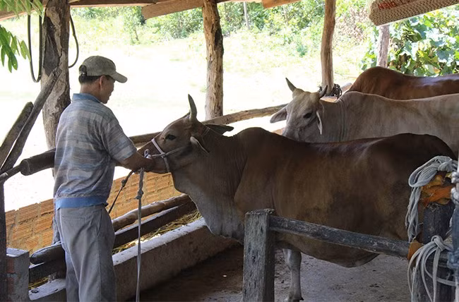 Người dân ở huyện miền núi Vĩnh Thạnh chủ động trồng cỏ voi bổ sung thức ăn cho đàn bò trong mùa đông. Ảnh: TRỌNG LỢI
