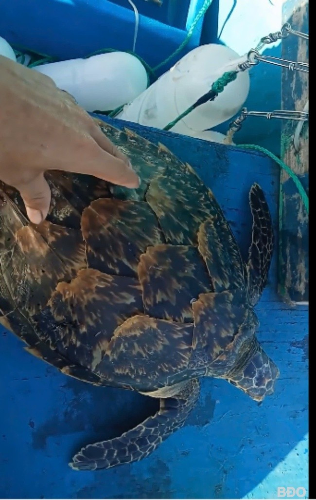 Đồi mồi được ngư dân kéo lên tàu, cắt gỡ lưới, kiểm tra vết thương trước khi thả về biển. Ảnh: HMT Đồi mồi được ngư dân kéo lên tàu, cắt gỡ lưới, kiểm tra vết thương trước khi thả về biển. Ảnh: HMT