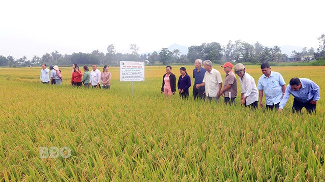 Nông dân tham quan mô hình. Ảnh: Ánh Nguyệt.