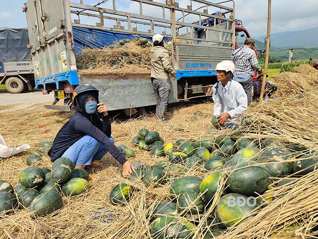 Nông dân An Lão thất thu vì dưa hấu mất mùa, mất giá. ảnh: Diệp Diệu