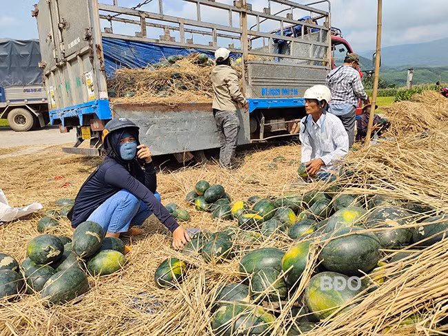 Nông dân An Lão thất thu vì dưa hấu mất mùa, mất giá. ảnh: Diệp Diệu Nông dân An Lão thất thu vì dưa hấu mất mùa, mất giá. ảnh: Diệp Diệu