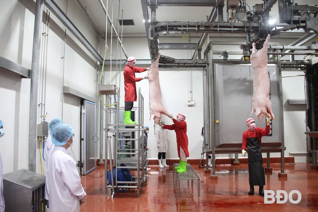 Dây chuyền giết mổ heo hoàn toàn tự động. Ảnh: TRỌNG LỢI Dây chuyền giết mổ heo hoàn toàn tự động. Ảnh: TRỌNG LỢI