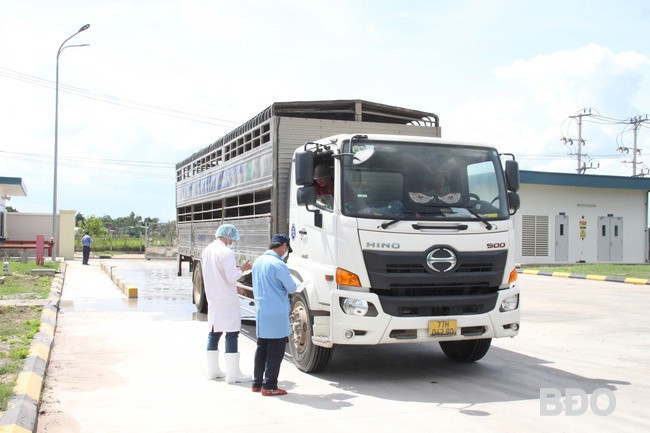 Xe vận chuyển heo hơi khi về nhà máy được bảo vệ kiểm tra niêm phong chì và đầy đủ các giấy tờ kiểm dịch, thông tin nguồn gốc heo. Ảnh: TRỌNG LỢI Xe vận chuyển heo hơi khi về nhà máy được bảo vệ kiểm tra niêm phong chì và đầy đủ các giấy tờ kiểm dịch, thông tin nguồn gốc heo. Ảnh: TRỌNG LỢI