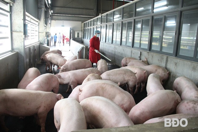 Tại vị trí nhập heo có nhân viên của nhà máy cùng cán bộ Chi cục Chăn nuôi và Thú y kiểm tra trước khi vào khu nghỉ. Ảnh: TRỌNG LỢI Tại vị trí nhập heo có nhân viên của nhà máy cùng cán bộ Chi cục Chăn nuôi và Thú y kiểm tra trước khi vào khu nghỉ. Ảnh: TRỌNG LỢI