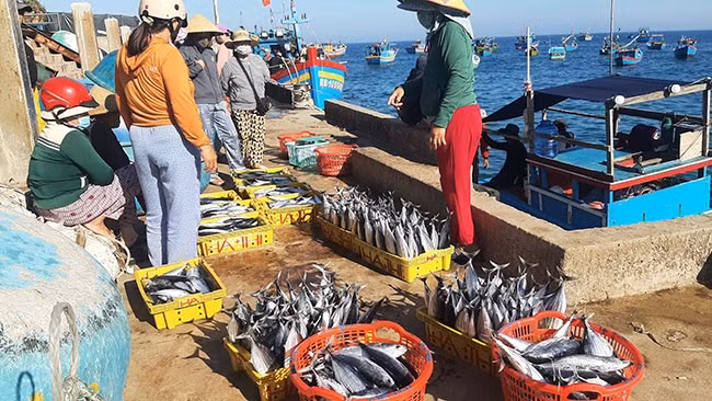 Cá dưa gang và cá lồ ồ được thương lái mua khi tàu thuyền cập bến. Ảnh: Xuân Thức.