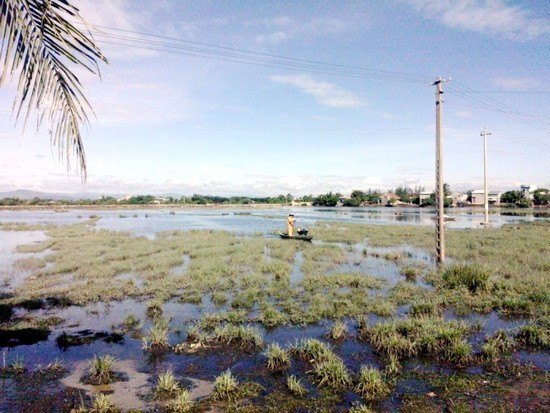 Do không thể đưa vào sản xuất, hiện toàn bộ cánh đồng Tứ Niên phải bỏ hoang.